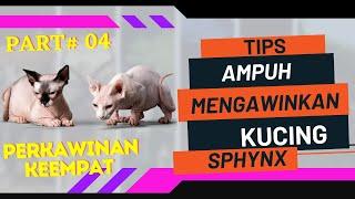 PERKAWINAN KUCING SPHYNX KE EMPAT || PROJECT OM AGUNG