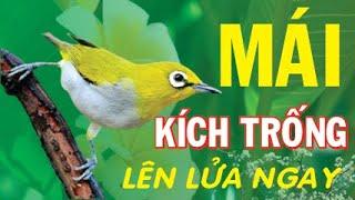 Tiếng KHUYÊN MÁI - Kích Chim Trống Lên Lửa Ngay | Kích Trống Siêng Hót, Líu Bền - khuyên mái hót