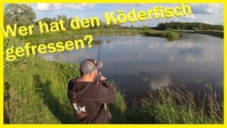 Angeln mit Köderfisch und Wurm am Fluss unterwegs auf der suche nach Räucherfisch