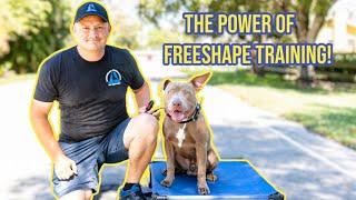 Pitbull Dog Training - How to Free Shape Train Place & Stay Command