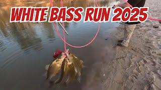 White Bass Run 2025: The Epic Spring Fishing Adventure Begins!