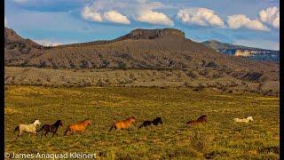 Raoul Max Trujillo Call To Action For America's Wild Horses!