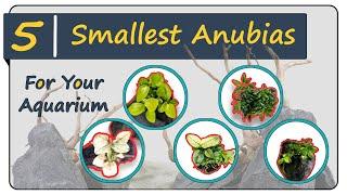 5 Smallest & Rare Anubias