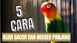 5 Cara Mudah Melatih LOVEBIRD GACOR dan NGEKEK PANJANG