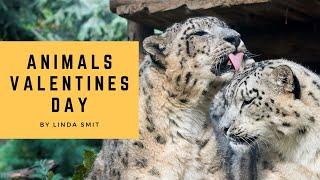 Animals Valentine's Day | Loving moments between lions, tigers, leopards, bears, jaguars and hyenas