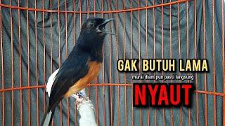 murai batu gacor AMPUH buat PANCINGAN murai batu agar bunyi JADIKAN burung murai gacor EMOSI NYAUT