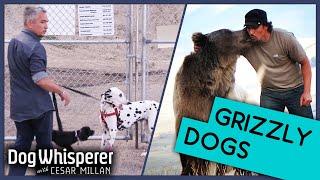 Bear Trainer Can't Control Wife's Dogs! | Dog Whisperer With Cesar Millan