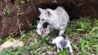 Unbelievable | Mother Cat Begs Doctor to Save Kittens in 4 degree Celsius weather