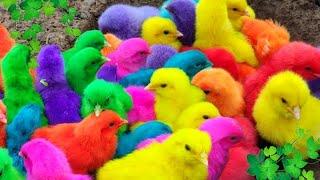 Ayam Lucu, ayam warna warni, ayam rainbow, kelinci lucu, bebek lucu, ikan koi, Hewan Lucu