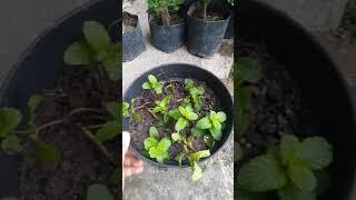 cara menanam daun mint agar cepat rimbun