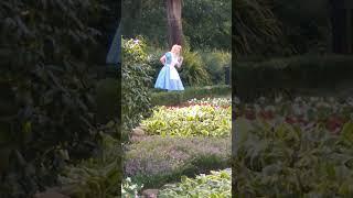 Alice in Wonderland at Epcot's UK Pavilion