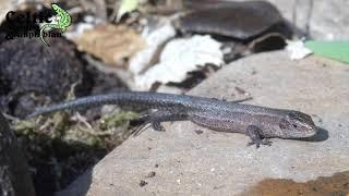 The Common Lizard | British Herpetofauna