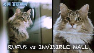 RUFUS the CAT vs INVISIBLE WALL CHALLENGE! 4K Super SlowMo