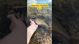 Самая вкусная рыба это-колбаса #рыбалка #like #fishing #рыбанутый