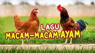 LAGU MACAM-MACAM AYAM I AYAM ALE