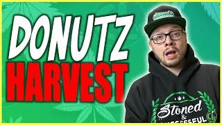 It's Time to the Harvest Donutz Triploid [VGrow Grow Box Series]