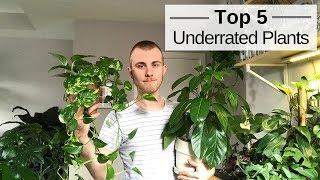 Top 5 Underrated Houseplants