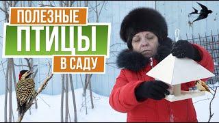 Вредные и полезные птицы на дачном участке   Как привлечь птиц на свой участок