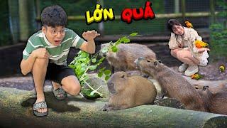 Thắng Tê Tê cùng Hằng Nga đưa bạn Voi đi gặp các con vật Capybara, Lạc Đà, Vẹt 7 màu