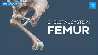 Body of the femur - Quick Anatomy | Kenhub