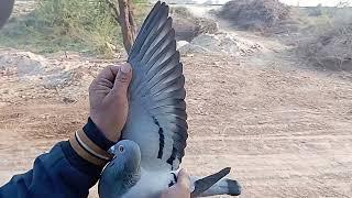 Racing pigeons 26-12-2024