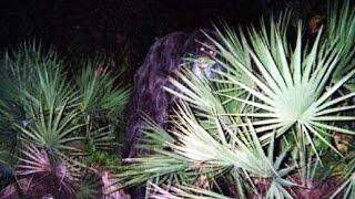 Myakka Skunk Ape Photos