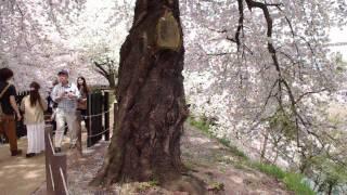 Cherry blossom blizzard in Yamagata City