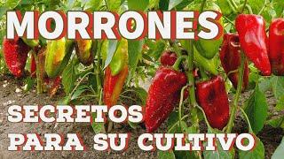 Morrones, guía completa para su cultivo.