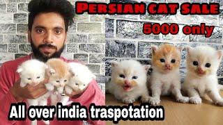 Persian cat for sale || cat price in india || persian cat || doll face persian cat price in india