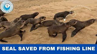 Seal Saved From Fishing Line