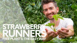 How to Plant Strawberry Runners | Grow Free Strawberries the Easy Way!