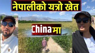 कस्तो अचम्म हेर्नुहोस चाईनामा नेपालीको यत्रो खेति Bhagya Neupane China Tour EP-26