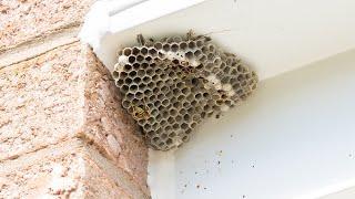 How to remove wasp/bee nest