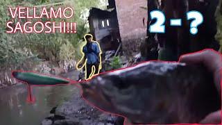 sungai kecil Vs hampala besar!! II VELLAMO SAGOSHI TOP WATER EXPLOSION 