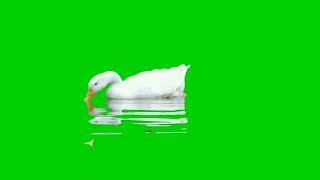 duck green screen /chromokey use /no copy right/free to use-BiRDs&tEcHNicAl