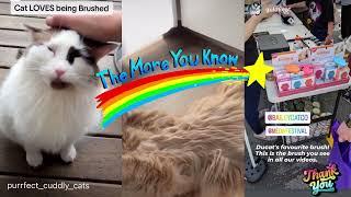 Bailey Brush - Get the fur out fast! The best cat brush for quick and safe shedding and grooming.