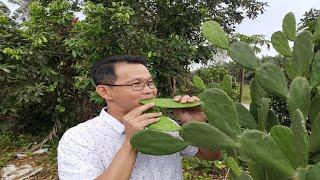 吃仙人掌 ？有毒吗?它如何消除体内胆固醇 ?看这视频你就明白了?cactus poisonous ? cactus can reduce cholesterol in the body ? how?