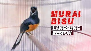 murai batu gacor AMPUH buat PANCINGAN murai batu agar bunyi JADIKAN burung murai gacor EMOSI NYAUT