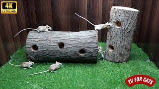 Cat TV Mice Hide and Seek in Wood Holes | Engaging in Playful Activities | 8-Hour Ultra HD