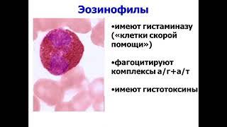 Лекция 3.  Леч/Педфак. Лейкоцитозы. [поправлен звук]