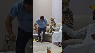 Dangerous Cheetah Attack on My Face | Nouman Hassan |