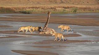 Surrounded by Lions: Trapped from All Directions