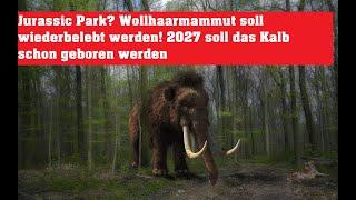 Sensation! Mammut soll 2027 wieder belebt werden ! Das Kalb soll 2027 zur Welt kommen