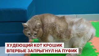 Худеющий кот Крошик впервые запрыгнул на пуфик