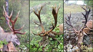 Karpaten-Hirschjagd mit perfekten Schüssen, Carpathian Red Stag Hunting with Perfect Shots