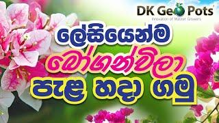 ලේසියෙන්ම බෝගන්විලා පැළ හදාගමු, Boganvila Easy Branch Rooting ( DK Geo Pots )