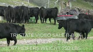 TRI STATE VIDEO SALE 11-8-24 AT 1PM