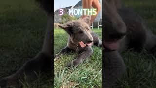 Blue Bay Shepherd - From Puppy to Dog Transformation (From 7 Weeks to 1 Year)