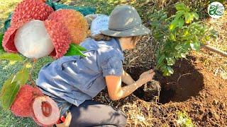 Lychee Tree - Planting for Success (Lots of Fruit)