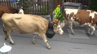 Swiss Alps Cows Come Through Town
